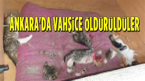 patileri kesilerek öldürülen köpek